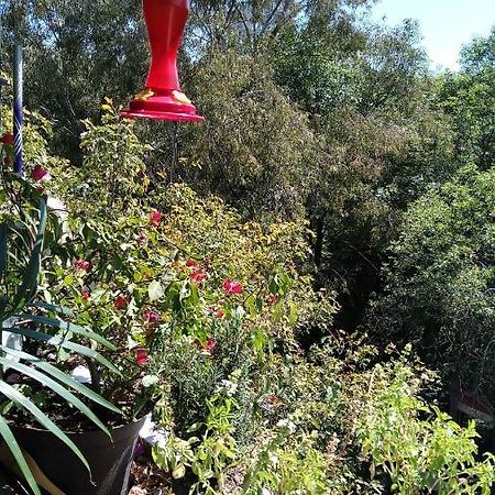 Charming Sunny Bedroom Overlooking Beautiful Amsterdam Avenue In Best Condesa Area Ciudad de México Exterior foto