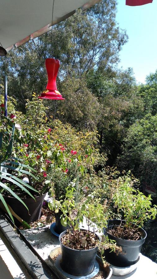 Charming Sunny Bedroom Overlooking Beautiful Amsterdam Avenue In Best Condesa Area Ciudad de México Exterior foto